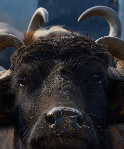 Milyonları İlgilendiren Gelişme! Mandada Verim 2 Katına Çıktı