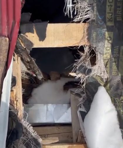 Çatıyı Delip Girdiler: Yaylada Ayı Şoku!