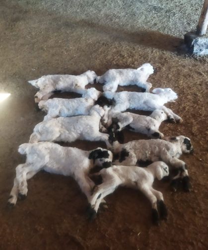 Kritik Alarm! Kuzular Peş Peşe Telef Oluyor