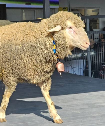 Rekor Kıran Koç Satışı: Fiyatı Dudak Uçuklattı