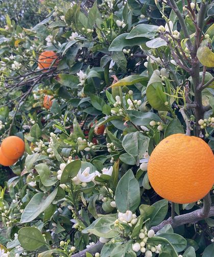 Hasat Bitmeden Çiçek Açtı: Mersin’i Koku Sardı