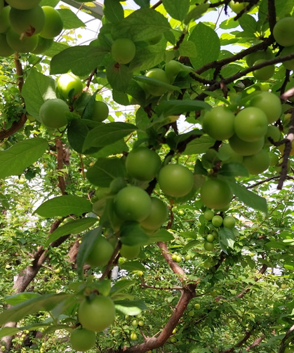 Sezon 4 Binle Açıldı, Fiyatlar Hızla Düştü!