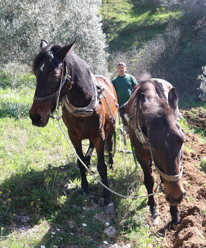 Aydın Dağlarında Karasaban Mesaisi: Günlük 6 Bin TL