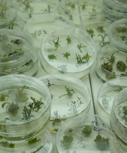 Kuraklığa Dayanıklı Domates Geliyor mu?