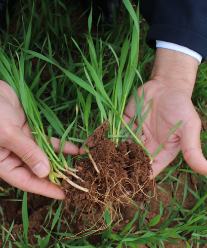 Siirt’te Yağış Bereketi! Verim Rekor Kırabilir