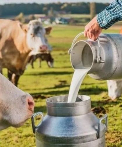 Balıkesir’de Çiğ Süt Desteklemeleri Bugün Ödeniyor!