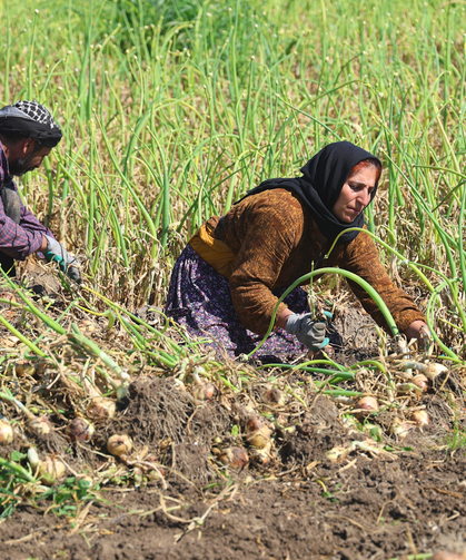 SOĞANDA HASAT BAŞLADI: FİYAT BELİRSİZLİĞİ ENDİŞELENDİRİYOR