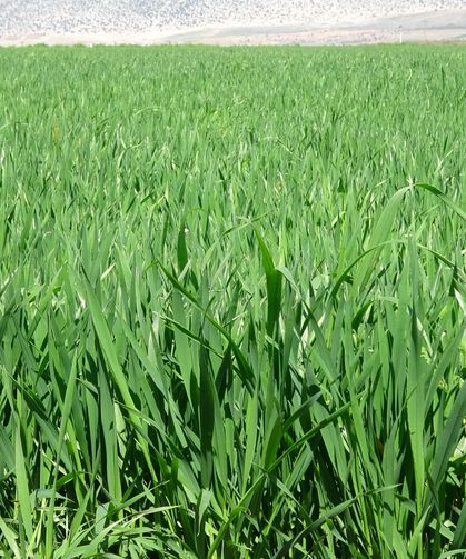 Kuraklık Bitti, Rekolte Uçuşa Geçti! Çiftçi Rahat Nefes Aldı