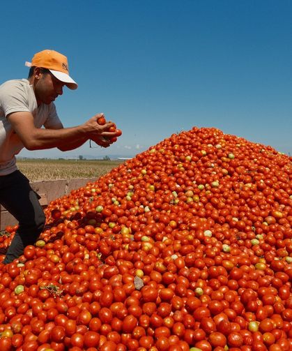 SALÇALIK DOMATESTE KRİTİK KARAR: ÇİFTÇİ SÖZLEŞMEDEN KAÇIYOR