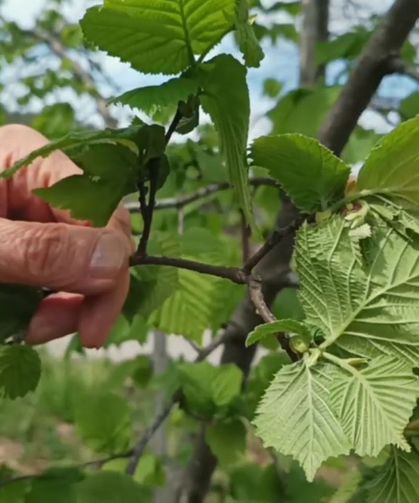 Fındıkta Rekolte Umudu Arttı! Asıl Tehlike Kapıda