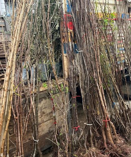 BULDAN’DA FİDAN SEZONU HAREKETLENDİ: TALEP ARTTI