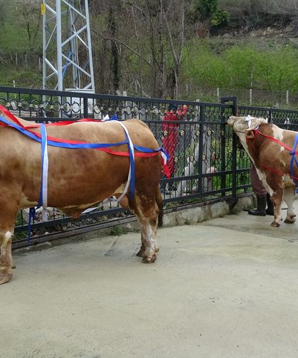 TONLUK KURBANLIĞA UMRE HEDİYESİ ŞAŞIRTTI