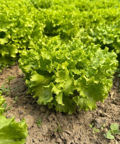 Marulda Fiyat Patladı: Ekim Yapmayan Çiftçi Pişman Oldu