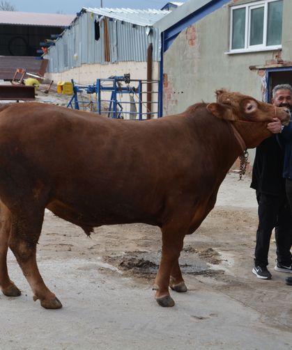 Bir ton 140 kilogramlık dana 575 bin liraya alıcı buldu