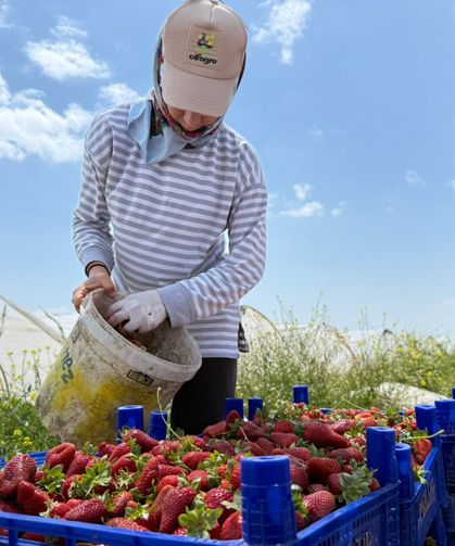 Serik’in Çilek Üreticilerinden ‘Hal’ Çağrısı: Tarlada 35 TL, Markette 150 TL