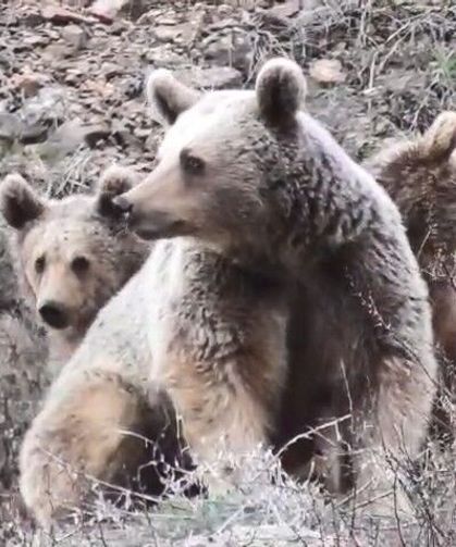Pülümür’de Ayı Ailesinin Çay Keyfi: Anne ve Yavruları Kameralara Yansıdı