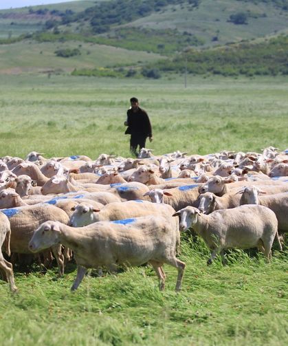 Küçükbaş Hayvancılık Desteğinde Son Gün: Başvurular Bitiyor
