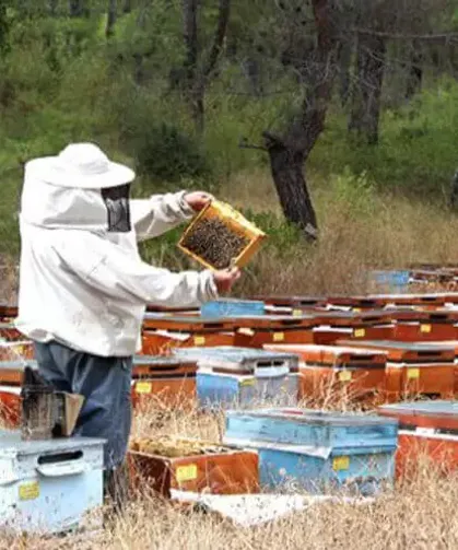 Soğuk Hava Arıcıyı Vurdu, Verim Alarmı Verildi