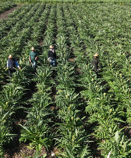Akademisyen Eli Değdi, Amik Ovası Şifalandı: 5 Dönümden 120 Dönüme Enginar Zaferi