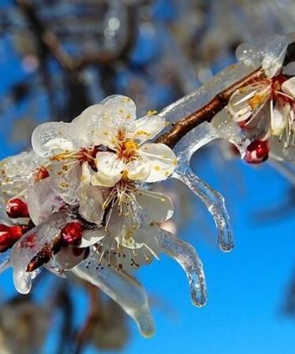 Zirai Don Yaşanmadı Üretim Risk Altında Değil