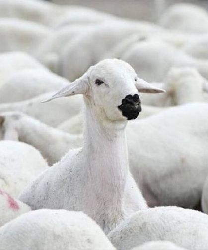 Kırsalda Bereket Başlıyor: 100 Küçükbaş Hayvan ve Nakdi Destek İçin Başvurular Açıldı!
