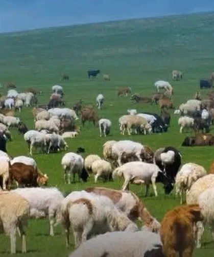 150 BİN KÜÇÜKBAŞ DAĞITILACAK: 3 YILLIK DEV DESTEK