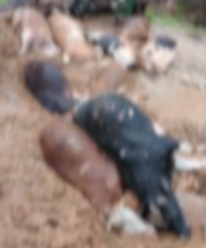 Bir Gecede Her Şey Bitti! 25 Hayvan Telef Oldu