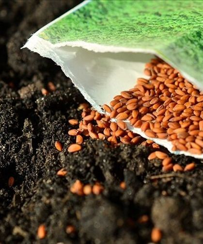 TÜRKİYE’DE TOHUM ÜRETİMİ, İTHALATI VE İHRACATI