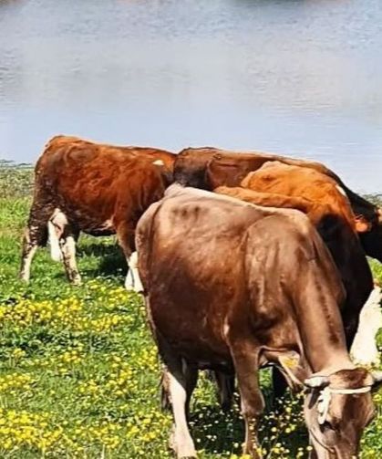 TAVŞANLI’DA 4 MİLYON TL’LİK DEV HAYVANCILIK HAMLESİ