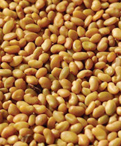 Ağrı’da Çiftçiye Dev Destek! 44 Ton Tohum Dağıtıldı