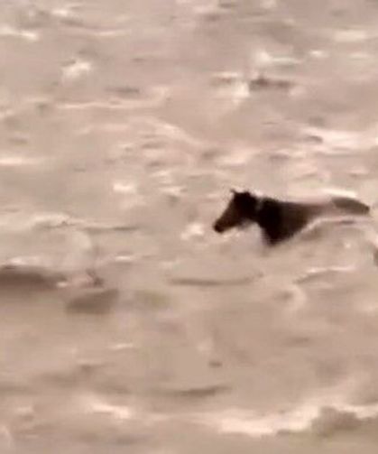 Bingöl'de Sel Sularına Kapılan Atın Yaşam Mücadelesi