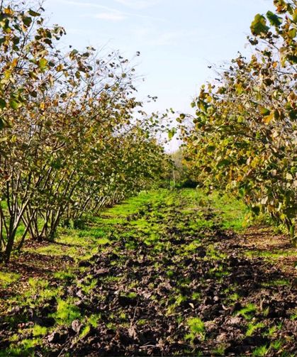 Fındıkta ezber bozan uyarı: Sulama artık zorunlu oldu!