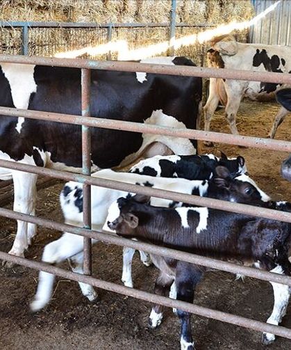 Müjde: 2025 Yılı Buzağı Destekleme Ödemeleri Başladı!