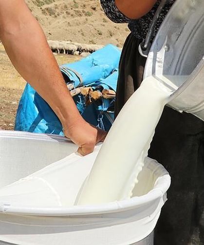 Süt Sektöründe Fiyat Uçurumu: Üretici Maliyetin Altında Eziliyor!