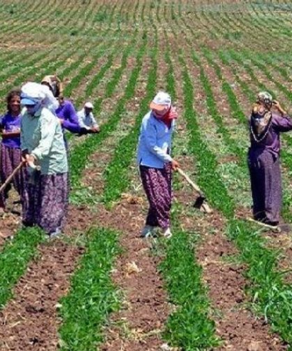 KADINLARIN TARIMSAL ÜRETİMDE DAHA GÖRÜNÜR VE ETKİN HALE GELMESİ