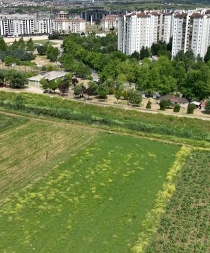 Bursa'nın tescilli enginarı, konut ve sanayi kıskacında
