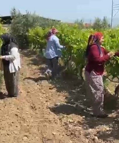 Belgesi olmayan 1 Temmuz'dan sonra zirai ilaç alamayacak