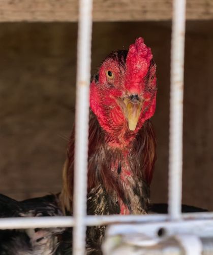 İnegöl'de horoz dövüşü operasyonu: 50 kişiye ceza yağdı!