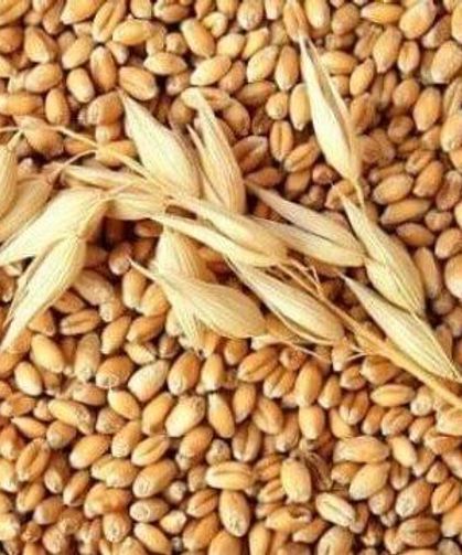 BUĞDAY VE ARPA ALIM FİYATLARI AÇIKLANDI!