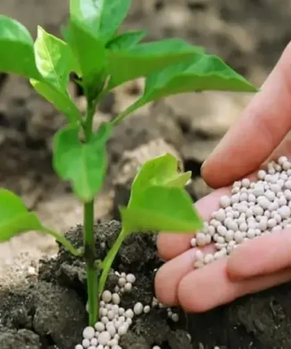 KÜRESEL GÜBRE KRİZİ