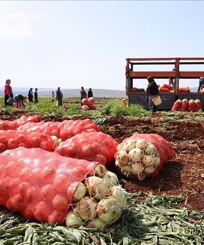 Amasya'da soğan hasadı başladı! İşte tarladaki ilk fiyatlar