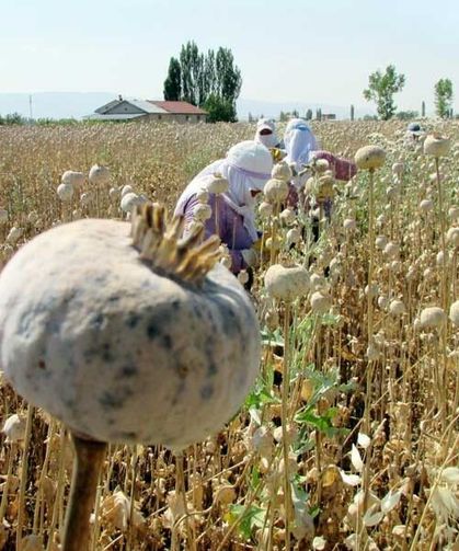 TMO, 2026 Haşhaş Tohumu Alım Fiyatını Açıkladı