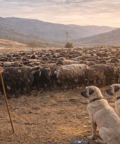 Birlik Açıkladı: Sürü Yönetiminde Yeni Dönem Sivas’ta Başladı