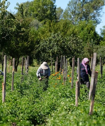 Bolu'da Yüz Yıllık Miras İçin Düğmeye Basıldı: Hasat Başladı
