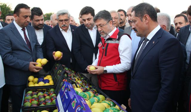 Narenciye rekoltesinde düşüş bekleniyor!