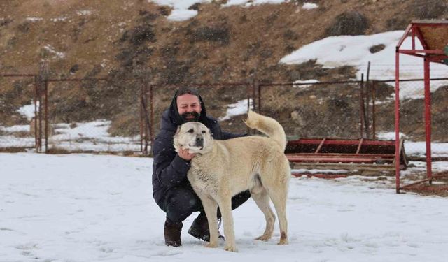 Anadolu aslanları soğukta tedavi, sıcakta ise depresif oluyor