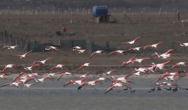 Ankara’da konaklayan flamingoların yaşam alanı tehdit altında