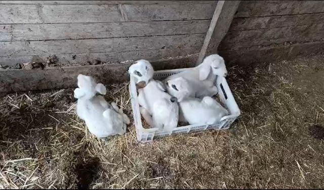 Burdur’da bir koyun tek seferde 4 erkek kuzu doğurdu