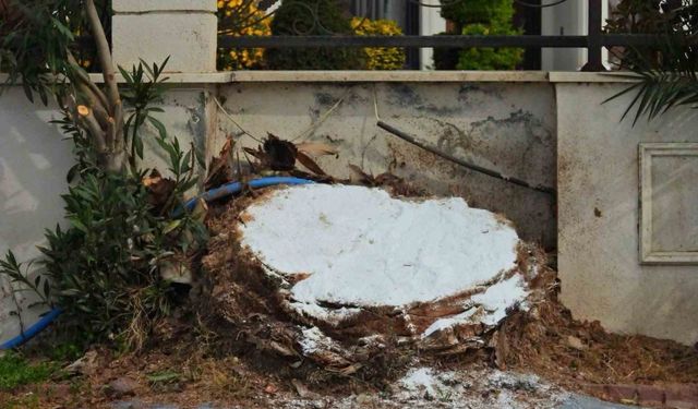 Erdek’te ağaç katliamı: Palmiyeleri kurtarmak yerine kökünden kestiler