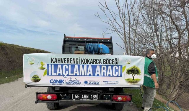 Tarımın düşmanı kokarcayla ilaçlı müdahale